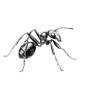 ANT CONTROL IN THE GREATER LITTLE ROCK AREA