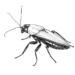 ROACH CONTROL IN THE GREATER LITTLE ROCK AREA