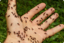close up picture of ants that diamond pest conrol specializes in removing in the greater little rock area