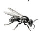 WASP CONTROL IN THE GREATER LITTLE ROCK AREA