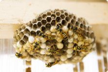 close up picture of a wasp nest that diamond pest conrol specializes in removing in the greater little rock area