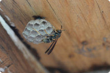 close up picture of a wasp nest that diamond pest conrol specializes in removing in the greater little rock area