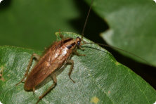 a common type of roach that inhabits both outside and inside in the little rock area