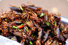 roaches on some left over food in a restaurant kitchen
