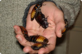 very large roaches climbing on a man's hand in the little rock area
