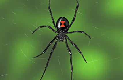 residential spider pest control in little rock and the surrounding areas in arkansas including conway, vilona, perryville, mayflower, roland, sherwood, jacksonville, cabot, austin, beebe, morrilton, bryant, benton and scott.