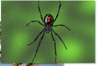 residential spider pest control in little rock and the surrounding areas in arkansas including conway, vilona, perryville, mayflower, roland, sherwood, jacksonville, cabot, austin, beebe, morrilton, bryant, benton and scott.